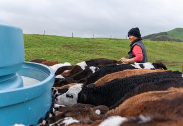 Woman working at dairy farm