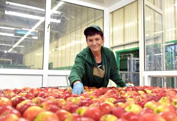 Food factory: assembly line with apples and workers 